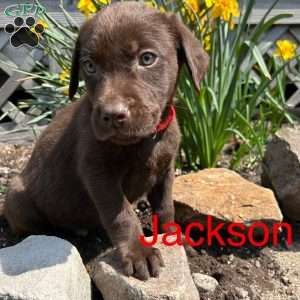 Jackson, Chocolate Labrador Retriever Puppy